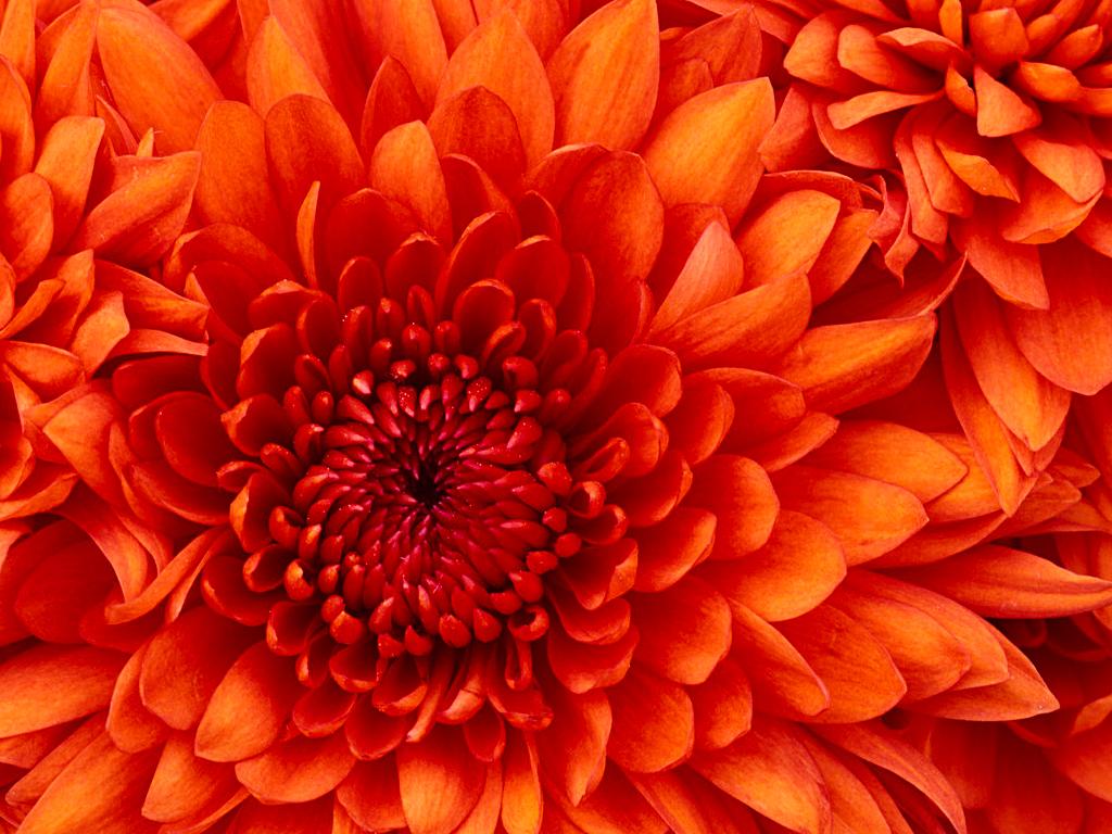 93_chrysanthemum.jpg