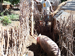 Projets de Vanastalee soutenu par Partage sans Frontières
